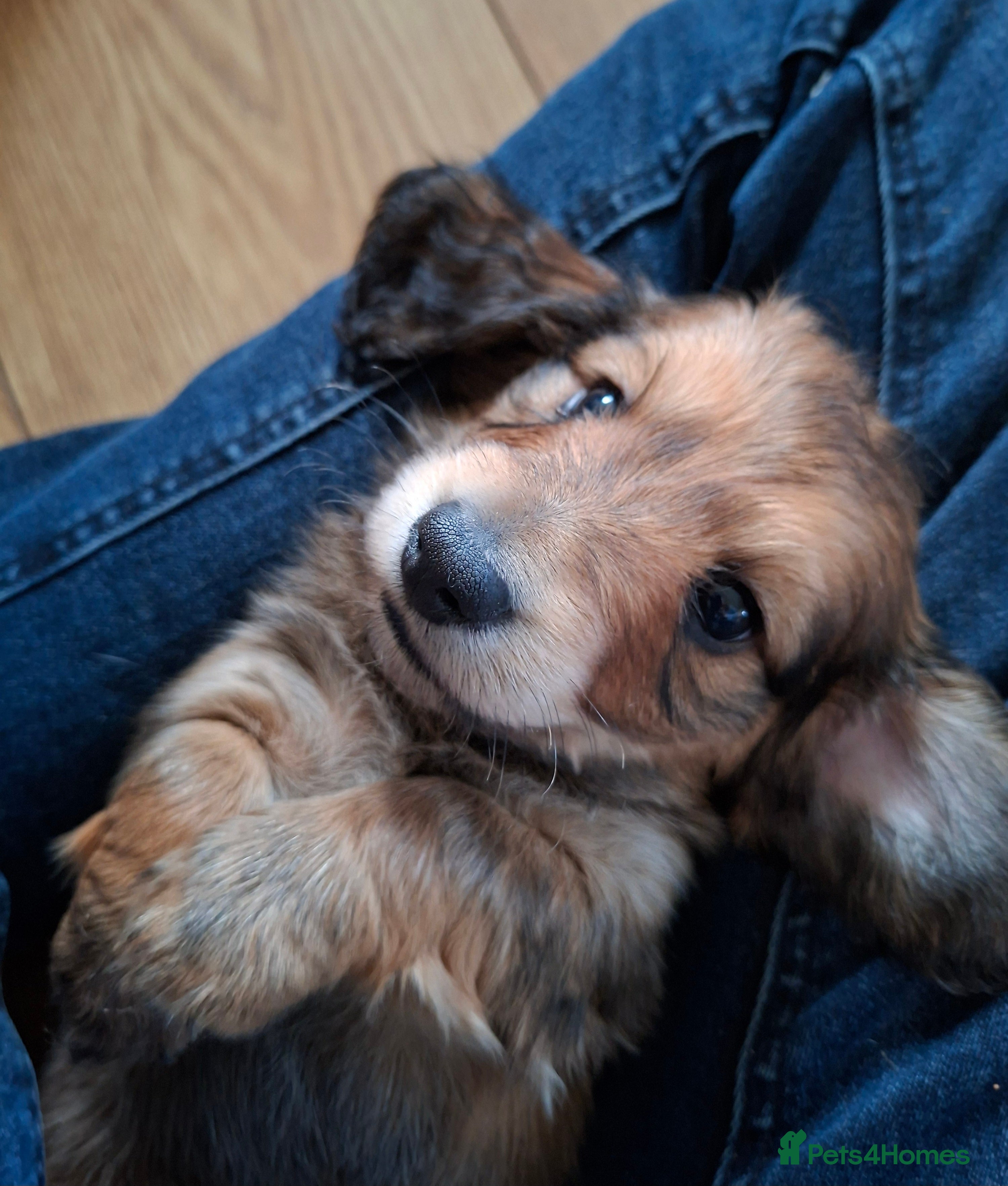 Miniature Dachshund dogs Long haired miniature dachshund puppies - Advert 15