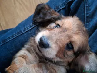 Miniature Dachshund dogs Long haired miniature dachshund puppies - Advert 15