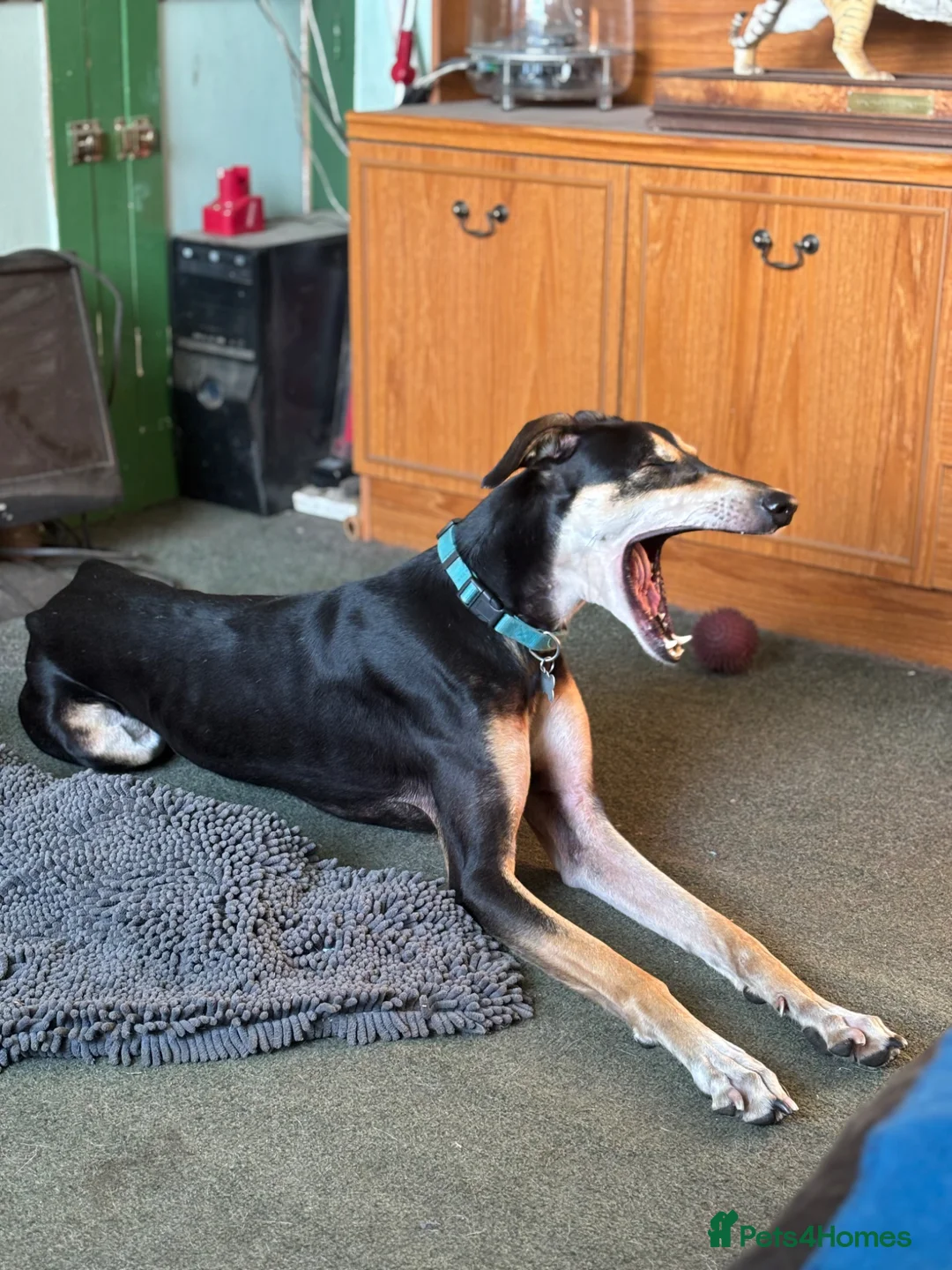 Mixed Breed dogs for sale: Chance urgently needs a home - Advert 2