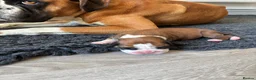 Boxer dogs for sale: Boxer puppies KC registered - family home!  - Advert 12