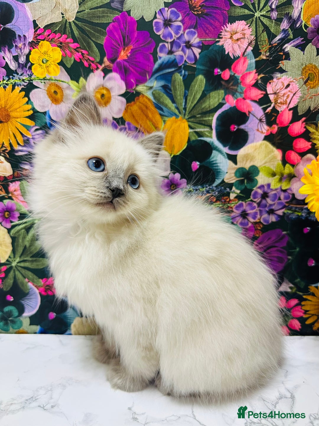 Ragdoll cats for sale: Beautiful Ragdoll Kittens  - Image 17