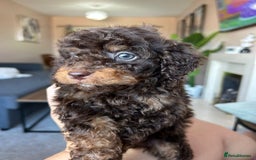 Cavapoo dogs for sale: 1 girl left 💕 f1b cavapoos ready now 🏡 - Image 20