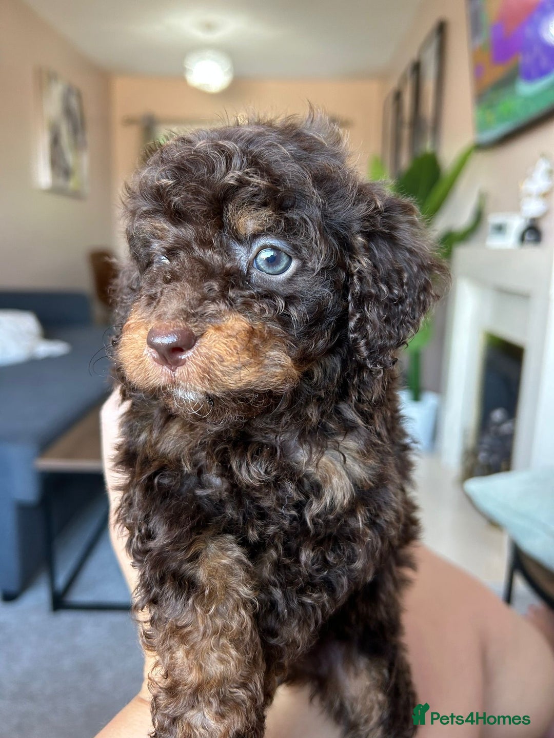 Cavapoo dogs for sale: 1 girl left 💕 f1b cavapoos ready now 🏡 - Image 20