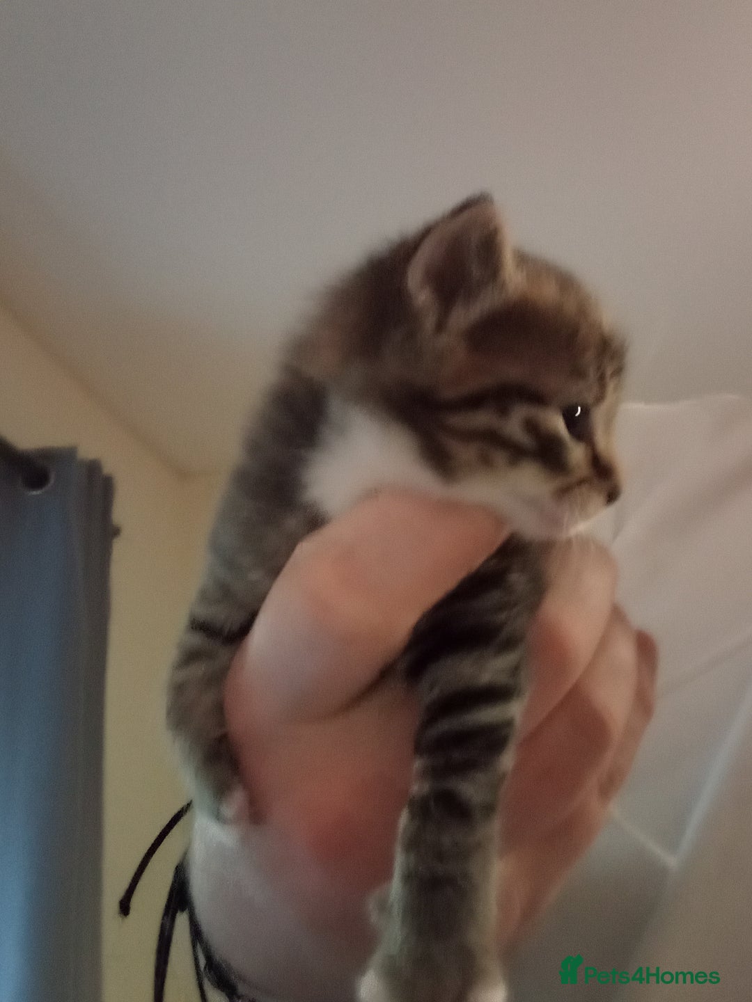 Maine Coon cats for sale: Kittens for sale  - Advert 3