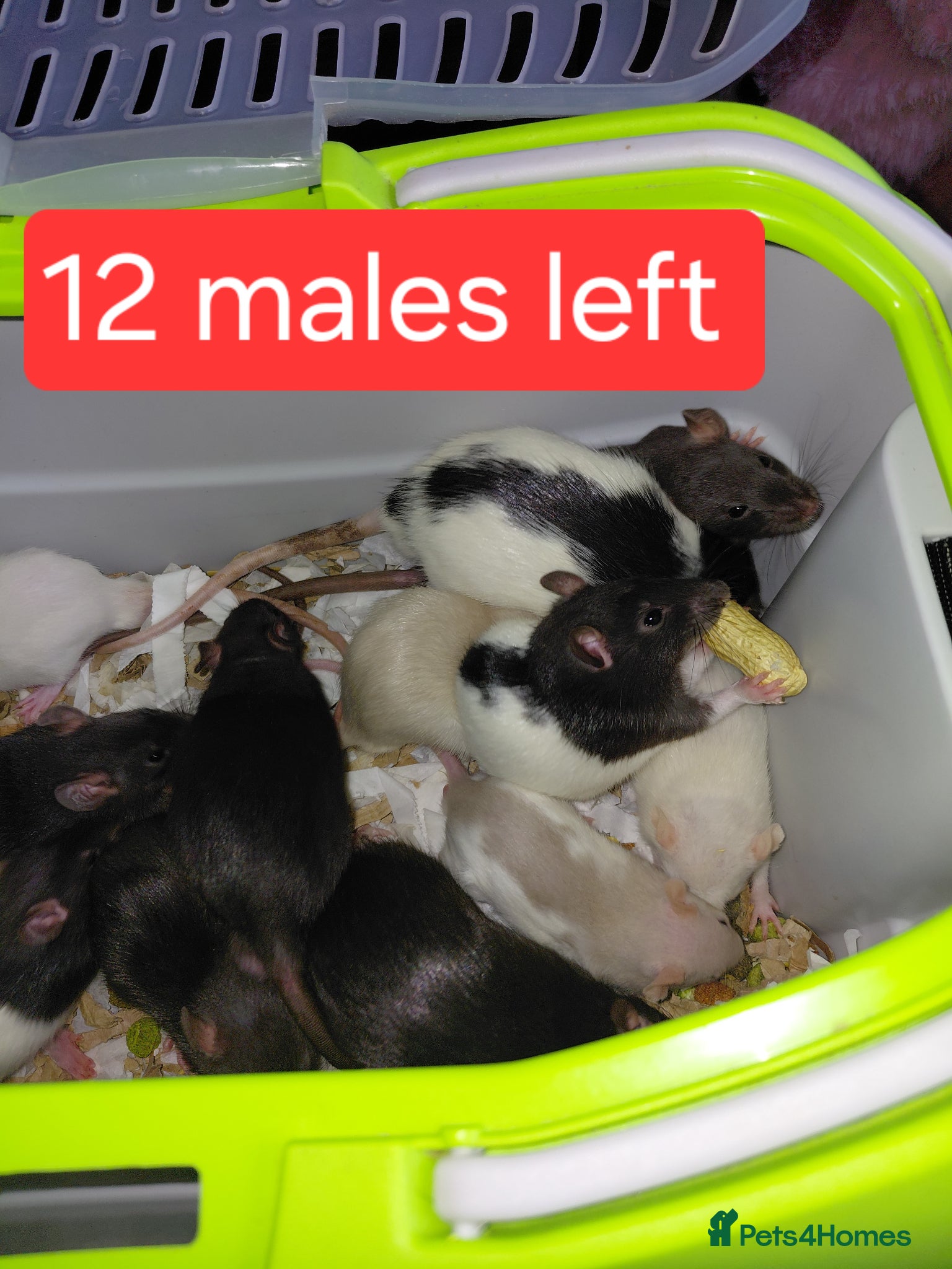 Rat rodents topeard and simise and we have 5 females 12 males  - Advert 2