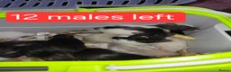 Rat rodents for sale: n 5 black with patch white belly and 5 girls left - Advert 2
