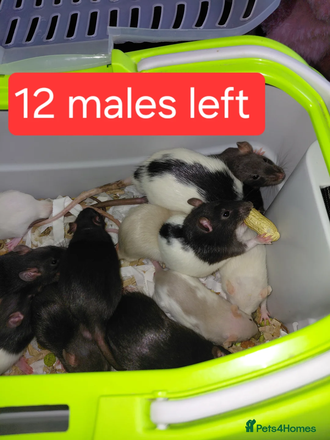 Rat rodents for sale: n 5 black with patch white belly and 5 girls left - Advert 2