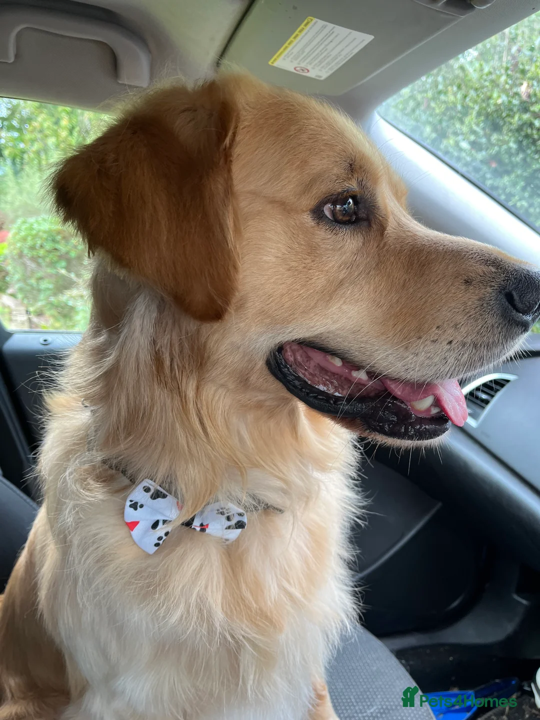 Golden Retriever dogs for stud: MAC DREAMER - Advert 8