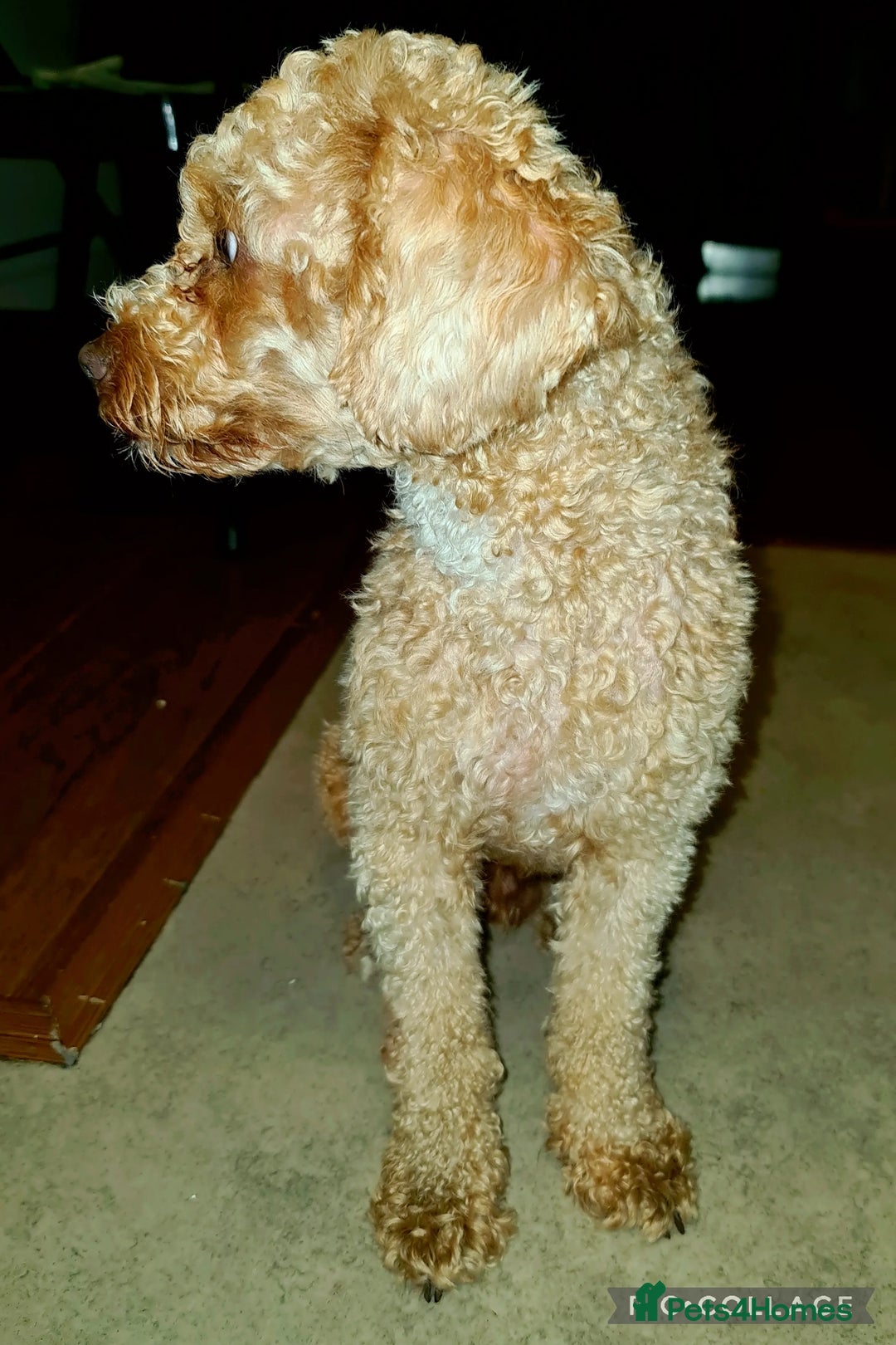 Miniature Poodle dogs for stud: Stud Pure Breed Miniature Poodle - Image 3