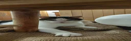 Domestic Shorthair cats for sale: Male semi feral cat in Kilmarnock - Advert 3