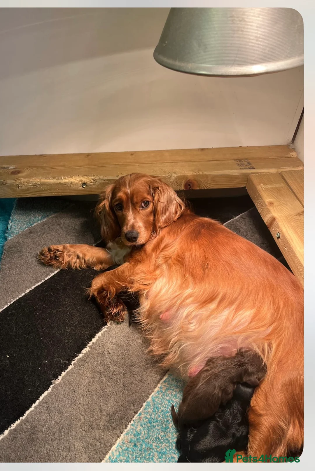 Cocker Spaniel dogs for sale: beautiful litter of cocker spaniels for sale  - Advert 6
