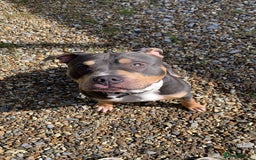 Mixed Breed dogs for stud: Beautiful boy to stud  - Image 4