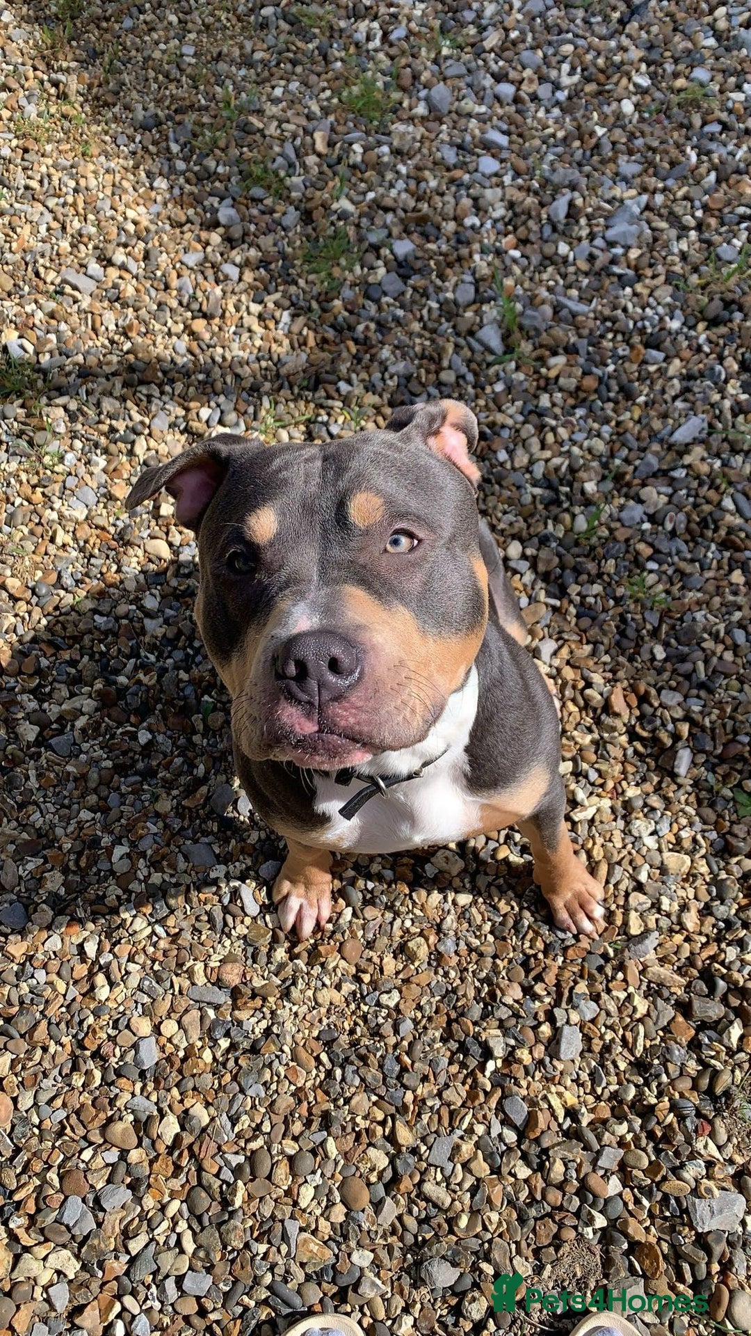 Mixed Breed dogs for stud: Beautiful boy to stud  - Image 4
