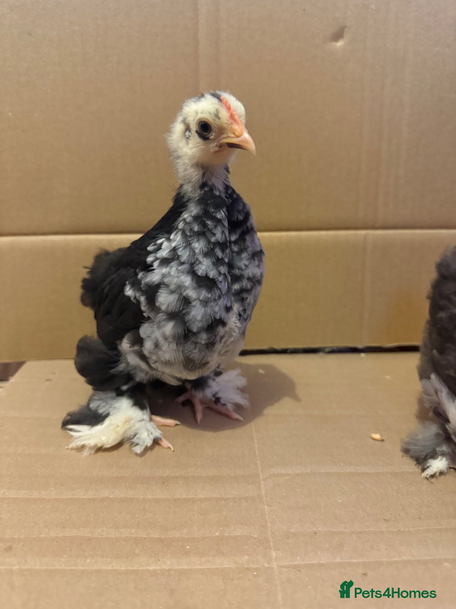 Chickens poultry Pekin bantam chicks  - Advert 4