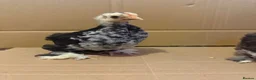 Chickens poultry for sale: Pekin bantam chicks  in Cardiff - Advert 1