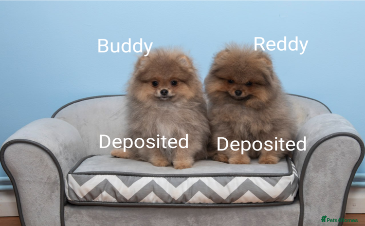 Pomeranian dogs - Advert 15