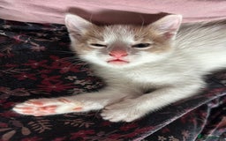 Mixed Breed cats for sale: White and ginger kitten for adoption - Image 2