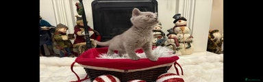British Shorthair Kitten 1