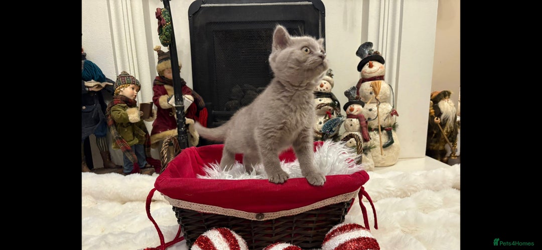 British Shorthair cats for sale: British shorthair kittens for sale ready* **  Eve* - Advert 11