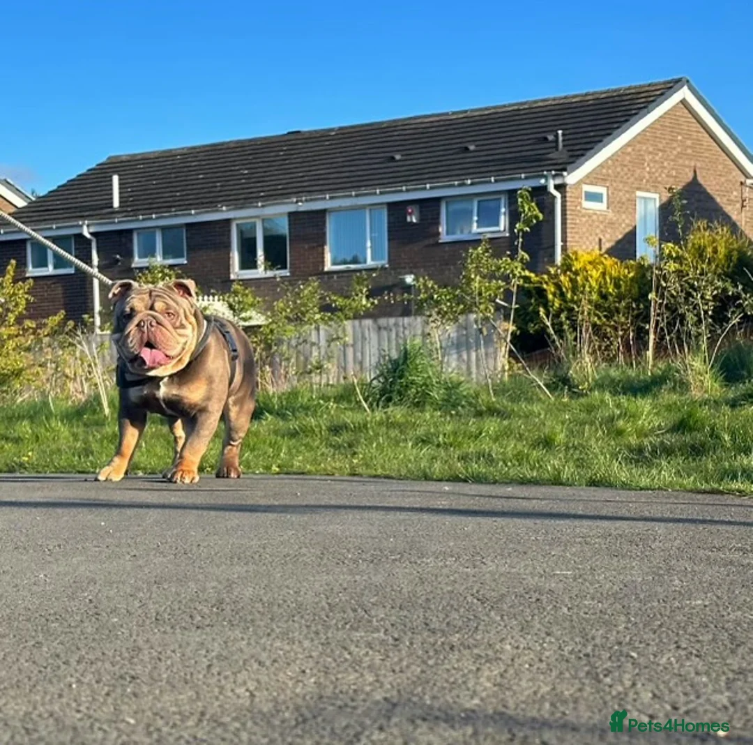 English Bulldog dogs for stud: Fully Suit Lilac Tan Stud newly REDUCED price in Whitley Bay - Advert 4