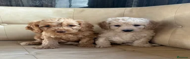 Cockapoo Puppy 4