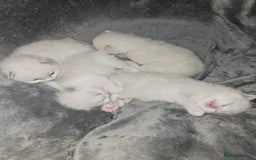 Ragdoll cats for sale: Beautiful Chunky Pure Breed Ragdoll kittens - Image 15
