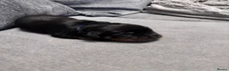 Rottweiler dogs for sale: ELITE KC REGISTERED GERMAN ROTTWEILER PUPPIES  - Advert 14