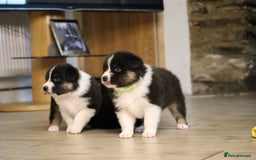 Australian Shepherd dogs for sale: Australian Shepherd Puppies  - Image 33