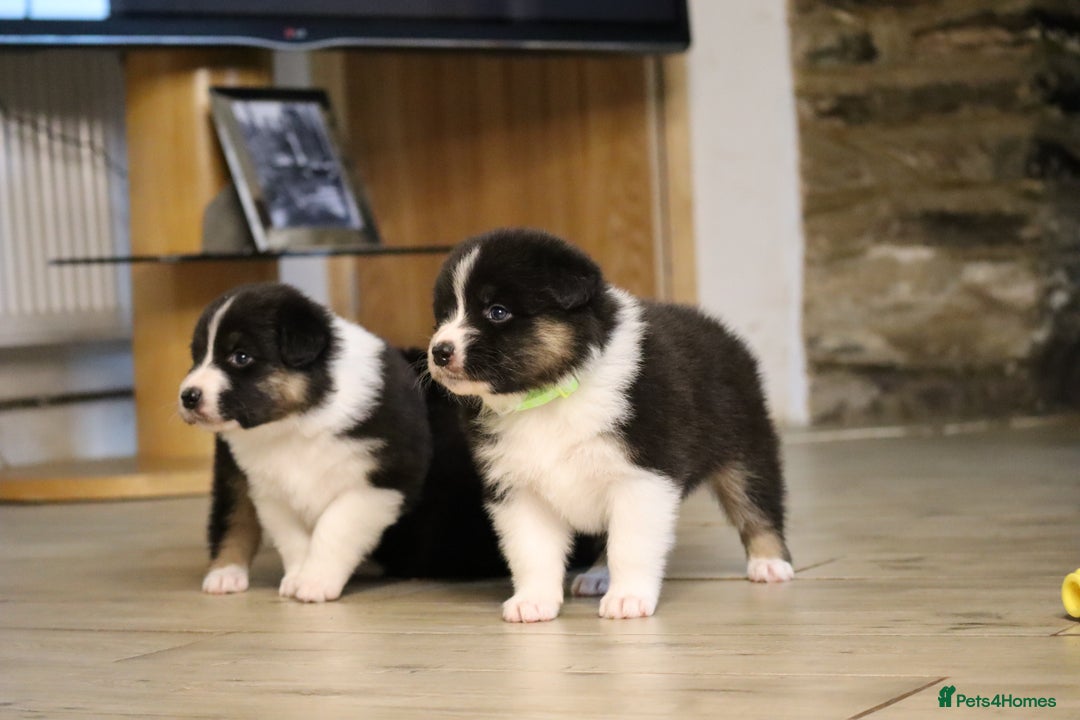 Australian Shepherd dogs for sale: Australian Shepherd Puppies  - Image 33
