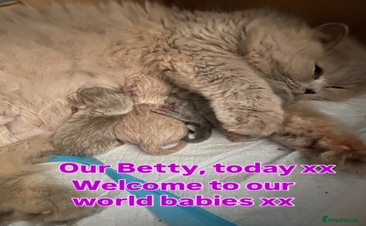 British Longhair cats GCCF Registered British Longhairs  - Advert 1