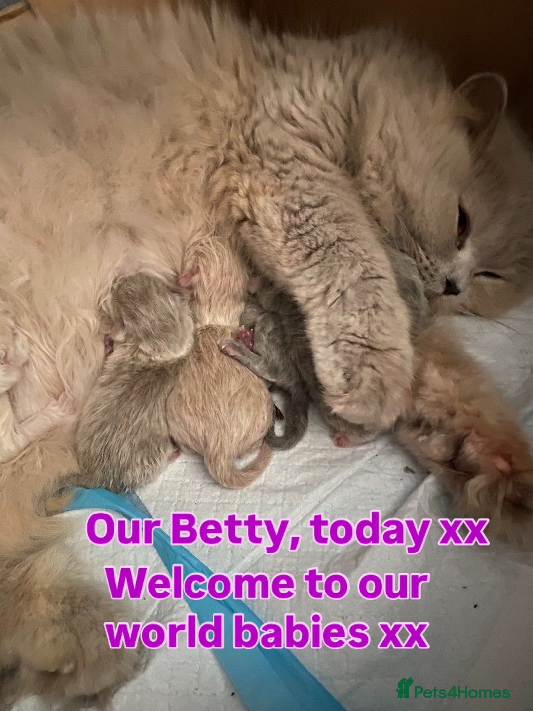 British Longhair cats for sale: GCCF Reg. British Longhairs ready 2/1/26 - Advert 1