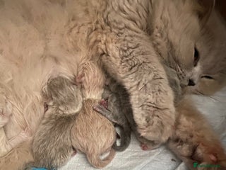 British Longhair cats GCCF Registered British Longhairs - Advert 5