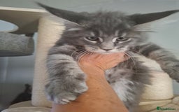 Maine Coon cats for sale: Xxl pure mainecoons  - Image 8