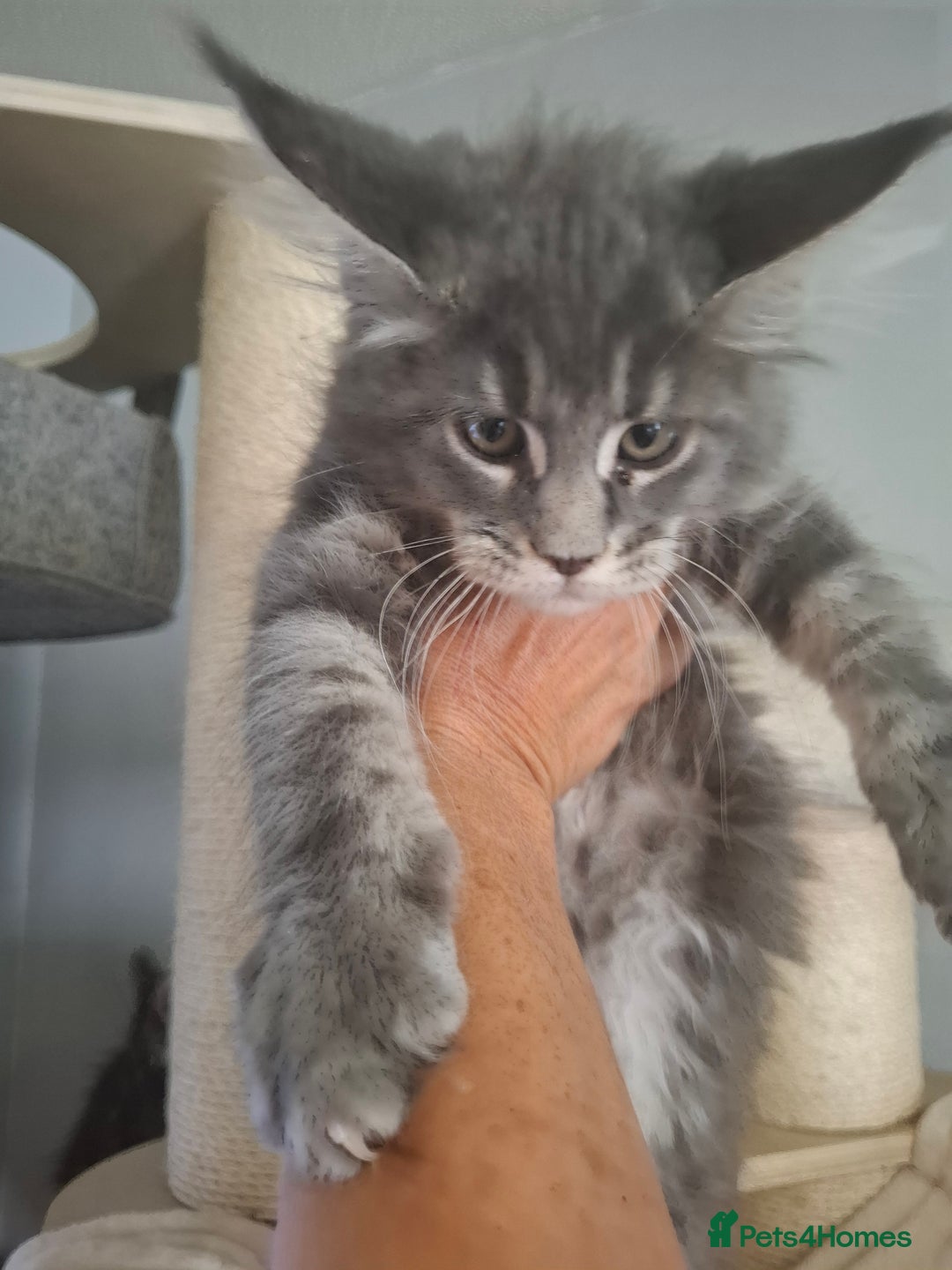 Maine Coon cats for sale: Xxl pure mainecoons  - Image 8