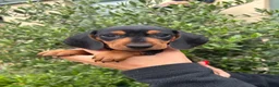 Miniature Dachshund dogs for sale: Stunning KC Miniature Dachshund Litter of 7 in Burnley - Advert 8