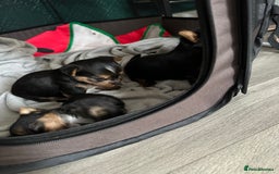 Yorkshire Terrier dogs for sale: Puppy  - Image 4