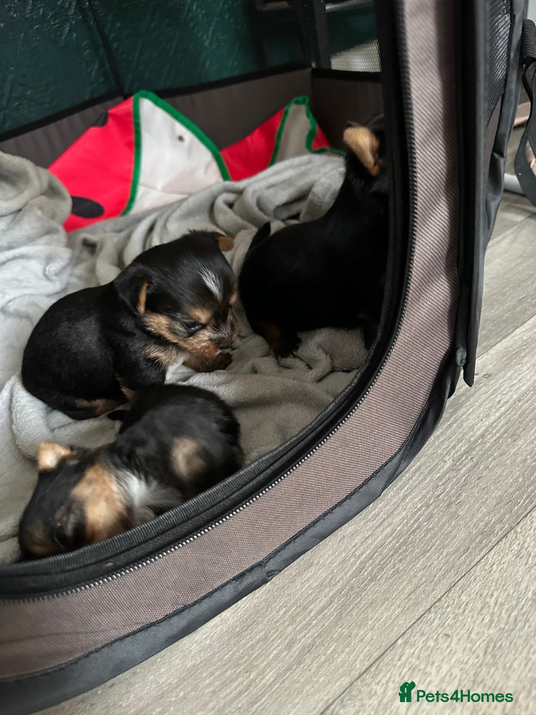 Yorkshire Terrier dogs for sale: Puppy  - Image 4