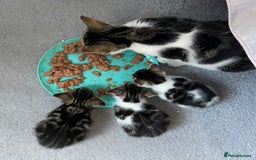 Mixed Breed cats for sale: 4 beautiful kittens ready now  - Image 16
