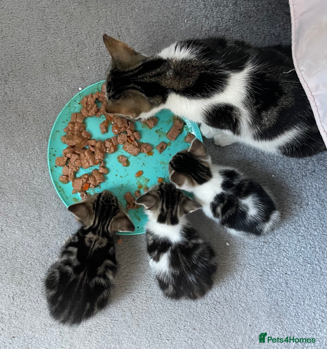Mixed Breed cats for sale: 4 beautiful kittens ready now  - Image 16