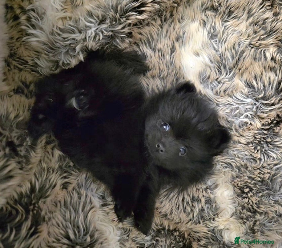 Pomeranian dogs Beautiful pomeranian purebred puppies  - Advert 4