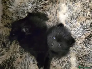 Pomeranian dogs Beautiful pomeranian purebred puppies - Advert 4