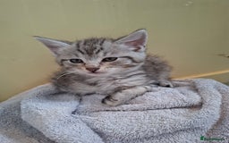 Maine Coon cats for sale: Gorgeous Maine Coon Cross Siamese kittens - Image 3