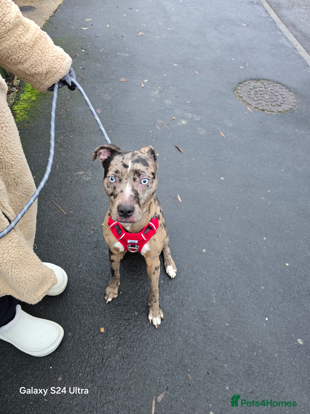 Mixed Breed dogs for sale: Mixed merle - Advert 3