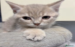 British Longhair cats for sale: Beautiful and Playful kittens - Image 7