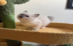 Birman cats for sale: Blue point female kitten for sale  - Image 14