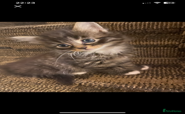 Ragdoll cats - Advert 5