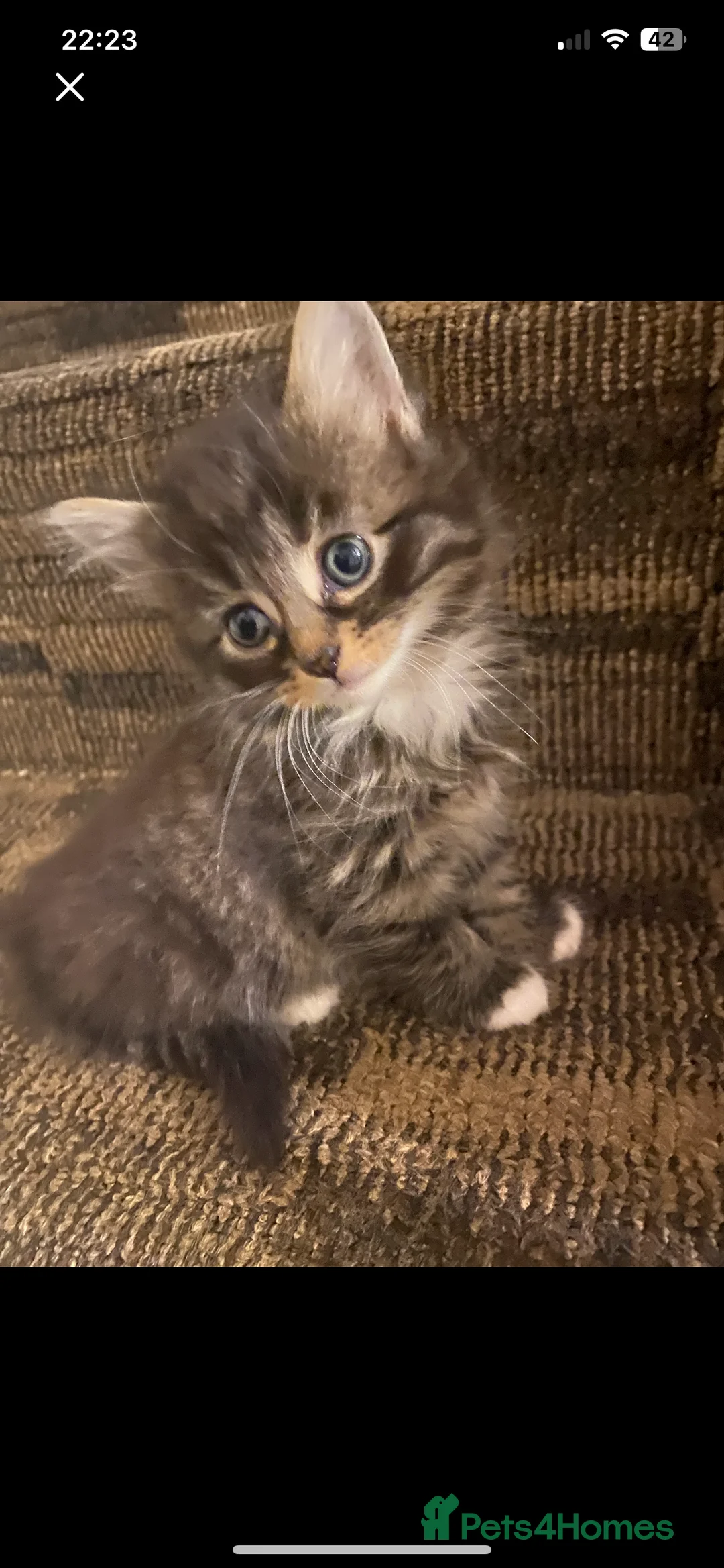 Ragdoll cats for sale: ragdoll  cross kitten ( 😻  available) - Advert 2