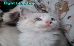 Ragdoll cats for sale: GCCF Gorgeous Pure Pedigree Ragdoll Kittens - Image 13