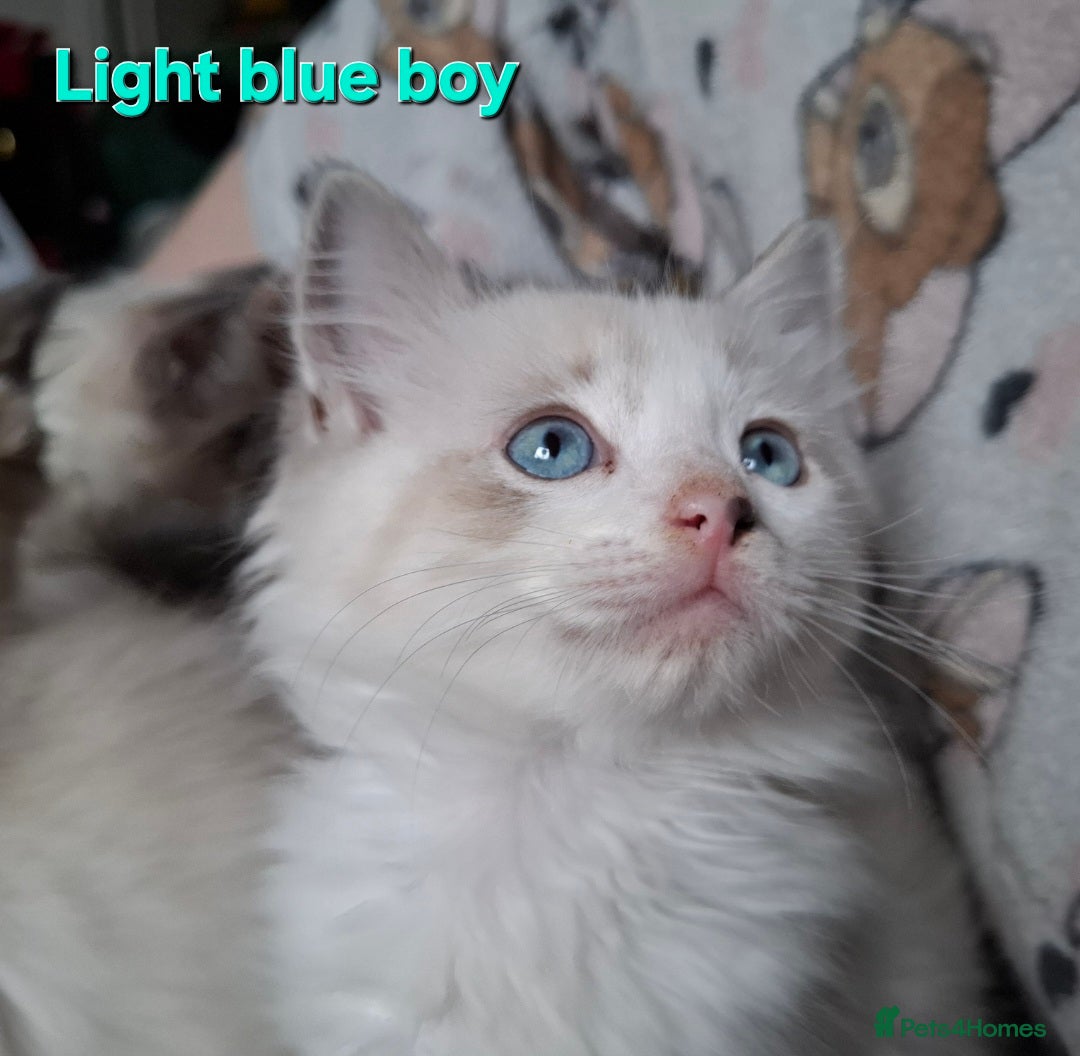 Ragdoll cats for sale: GCCF Gorgeous Pure Pedigree Ragdoll Kittens - Image 13
