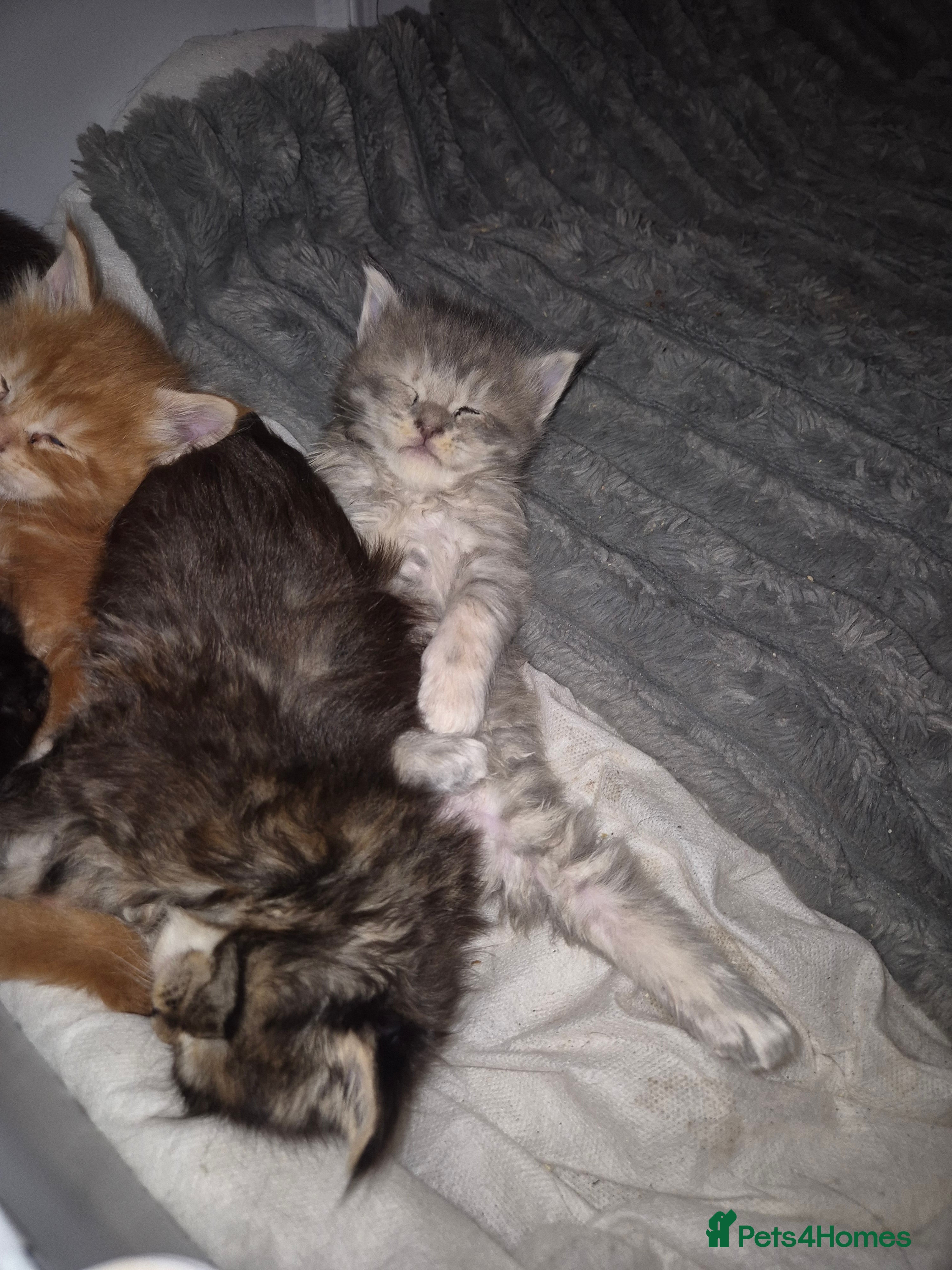 Maine Coon cats Russian /xxl maine coon - Advert 11